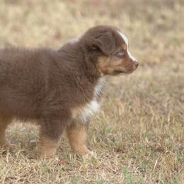 Miniature Australian Shepherd Puppies from MAC's Cirkles 8 Aussies