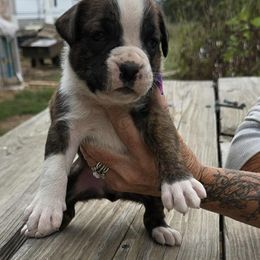 Boxer Puppies from Hunts Boxers