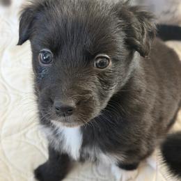 Marana - Black & white female Australian Shepherd puppy in Flemington, New Jersey from Aislin Fields