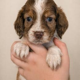 Biscotti - Liver and white male English Springer Spaniel puppy in Fort White, Florida from Thunderbird Springers