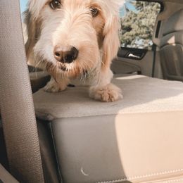 Goldendoodle and Poodle All Grown Up from Southern Tide Poodles & Doodles