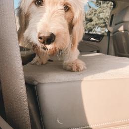 Goldendoodle and Poodle All Grown Up from Southern Tide Poodles & Doodles