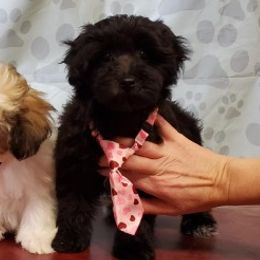 Aussiedoodles, Cockapoos, Goldendoodles, and Havapoos from Hofer Pups