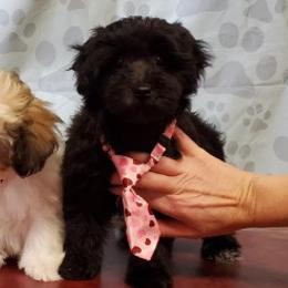 Aussiedoodles, Cockapoos, Goldendoodles, and Havapoos from Hofer Pups