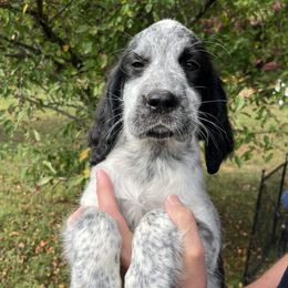Light Pink - White and black female English Springer Spaniel puppy in Sterling, Michigan from Springerdoodles In MI