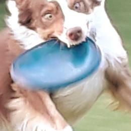 Border Collies from Red Dog Kennels