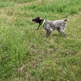 Ziva - German Shorthaired Pointer