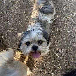 Dindi - Shih Tzu
