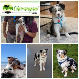 Australian Shepherd Puppies from Cherangani Hills Australian Shepherds