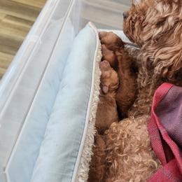 Elizabeth - Brown female Poodle puppy in Hazel Crest, Illinois from Polina Walker's Poodles