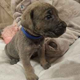 Draco - Gray male Cane Corso puppy in Roachdale, Indiana from Cast Iron Kennels