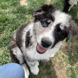 Australian Shepherd and Miniature Australian Shepherd Puppies from Painted Blue Aussies