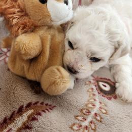 Orange - White female Bichon Frise puppy in Lake Elsinore, California from Amber's Bichon Frise and Poodles