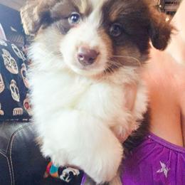 Cooper - Red tri-color male Miniature American Shepherd puppy in Shreveport   Bossier, Louisiana from Jem Miniature American Shepherds
