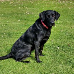 Crush - Labrador Retriever