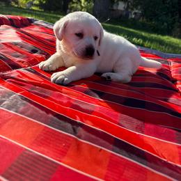 Pumpkin- black collar- first pick yellow  male - Yellow male Labrador Retriever puppy in Isanti, Minnesota from Four Corners Family Labs