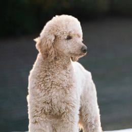 Willow - Poodle