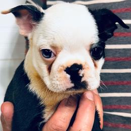 Gingers blue eyed boy-3 - Black brindle and white male Boston Terrier puppy in Yakima, Washington from Barnett’s AKC Boston Terriers
