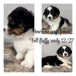 Addison - Black and tan female American Corgi puppy in Hico, Texas from Chisholm Trail Kennels