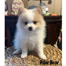 Pomeranian Puppies from Brandi’s Pomeranians