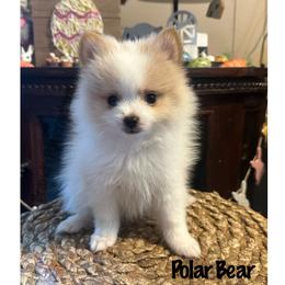 Pomeranian Puppies from Brandi’s Pomeranians
