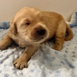 Rio - Golden male Golden Retriever puppy in Seville, Ohio from Retriever Ranch