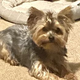 Koda - Yorkshire Terrier