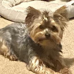 Koda - Yorkshire Terrier