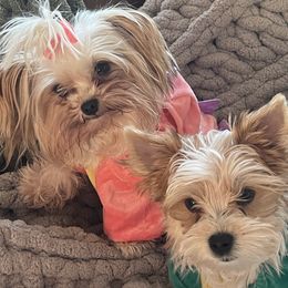 Yorkshire Terriers from Rodgers Oaks Royalty