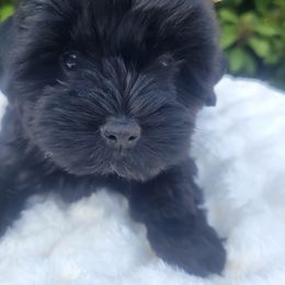 Milo - Black and tan male Yorkshire Terrier puppy in Jacksonville, Florida from Lisa's Yorkshire Terriers