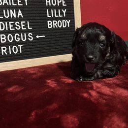 Bogus (Bowgee) - Black and tan male Havanese puppy in Kansas City, Missouri from G's Havanese