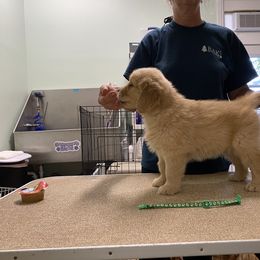 Boy 4 - Golden Retriever puppy in Calhoun, Georgia from Raya Golden Retrievers