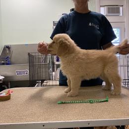 Boy 4 - Golden Retriever puppy in Calhoun, Georgia from Raya Golden Retrievers