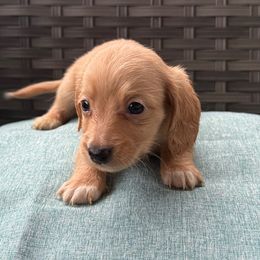 Cedar - Cream male Dachshund puppy in Salem, Oregon from Longdox Mini Dachshunds
