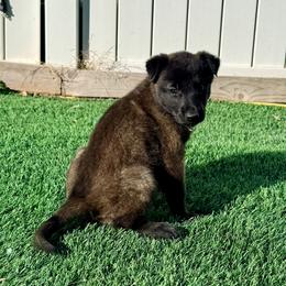 Purple Collar - Fawn sable female Belgian Malinois puppy in Trenton, Georgia from Laeknir K9