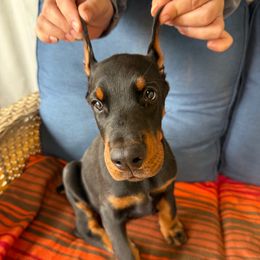 Reaper - Black and rust male Doberman Pinscher puppy in Toney, Alabama from Bhon Mhuir Dobermanns