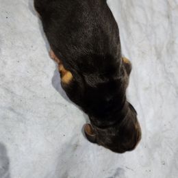 Panther - Black tan and white male Basset Hound puppy in Oviedo, Florida from Boss Farms