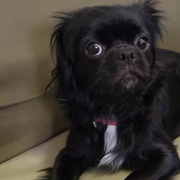 Companion Crosses and Japanese Chins from Chinnychinchinofsalem