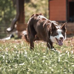 Jake - Border Collie
