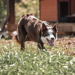 Jake - Border Collie