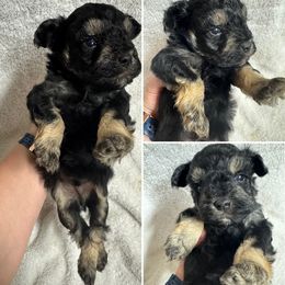 GB 1 - Black and silver male Miniature Schnauzer puppy in Decatur, Texas from Virgil Farms
