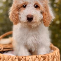 Millie - Yellow and white female Bernedoodle puppy in Vacaville, California from Starlight Goldendoodles
