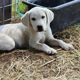 DARBY Boy 3 - Labrador Retriever puppy in Priest River, Idaho from Lazy Daisy Labs