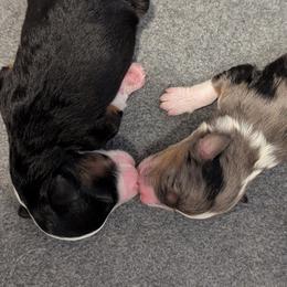 Aussiedoodle Puppies from Ridgeview Aussiedoodles