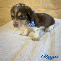 Dachshund Puppies from Shiloh Ridge Dachshunds