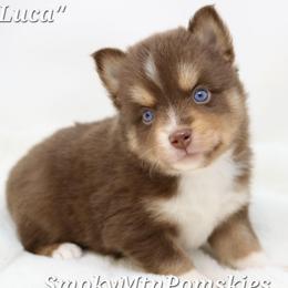 Luca - Chocolate male Pomsky puppy in Christiana, Tennessee from Smoky Mountain Pomskies