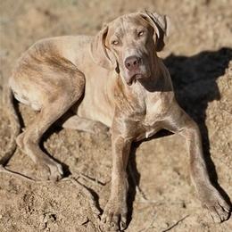 DJ - Brindle male Great Dane puppy in Cunningham, Kansas from Garden Grove Great Danes