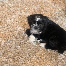 Raven - Black and white female Shih Tzu puppy in Durham, North Carolina from The 🐾 Tang Clan Chronicle & Nursery