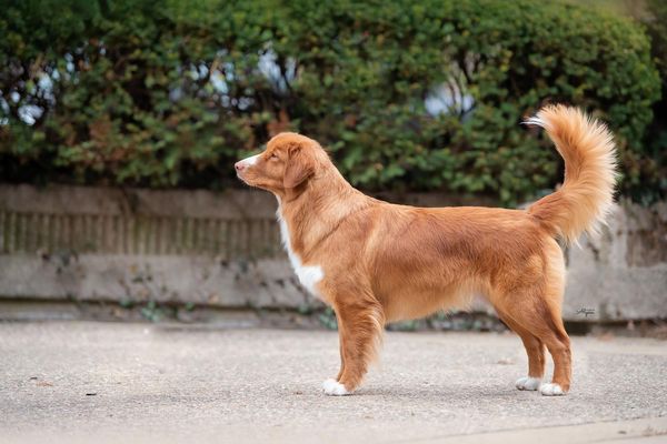 Toller standing in a stacked position outside