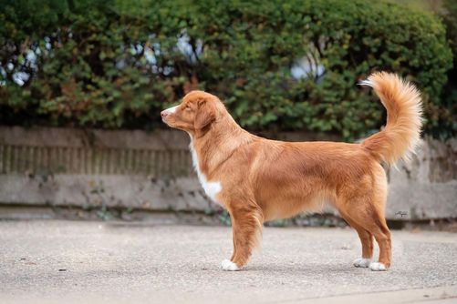 Toller standing in a stacked position outside